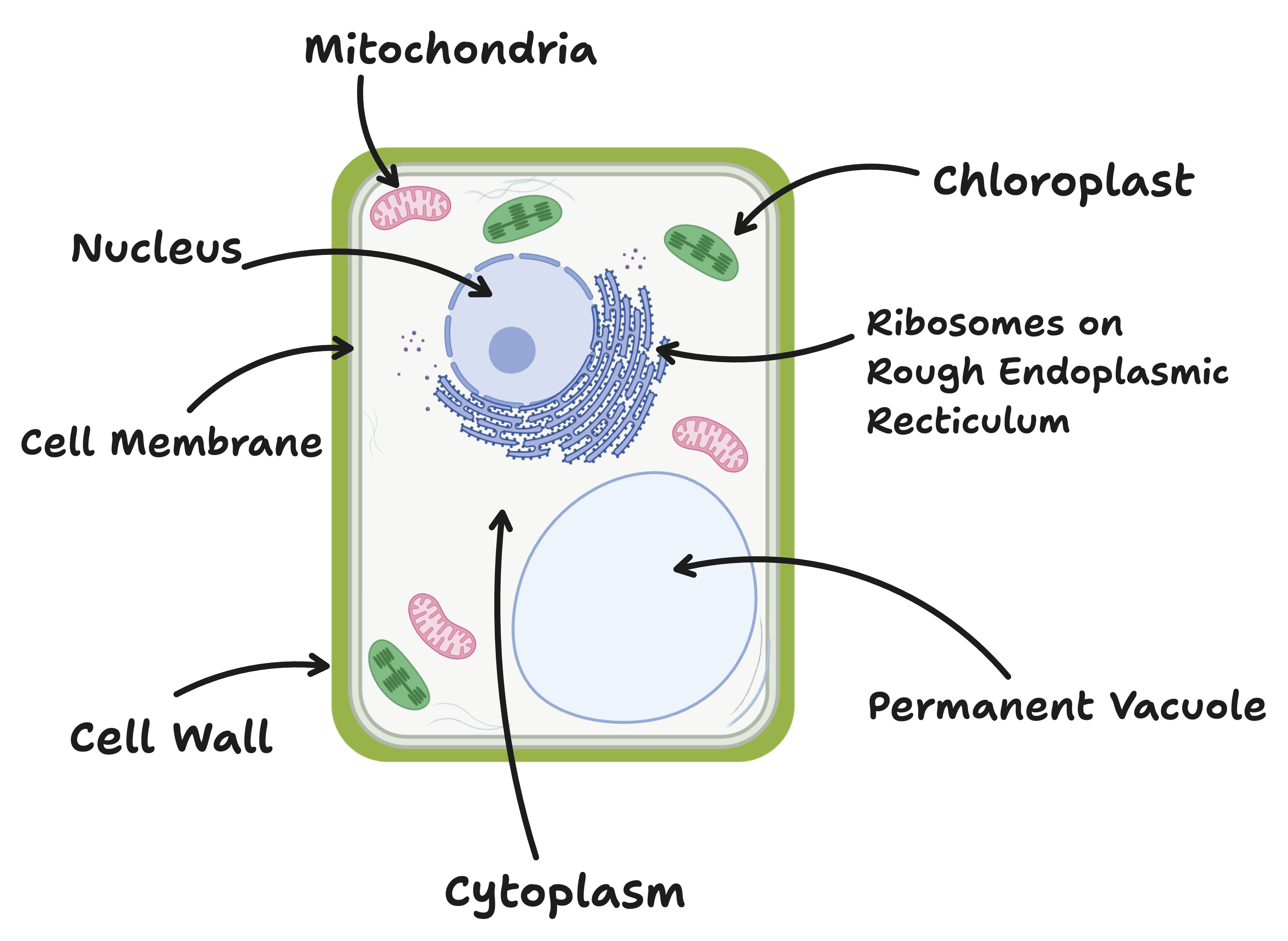 typical plant cell