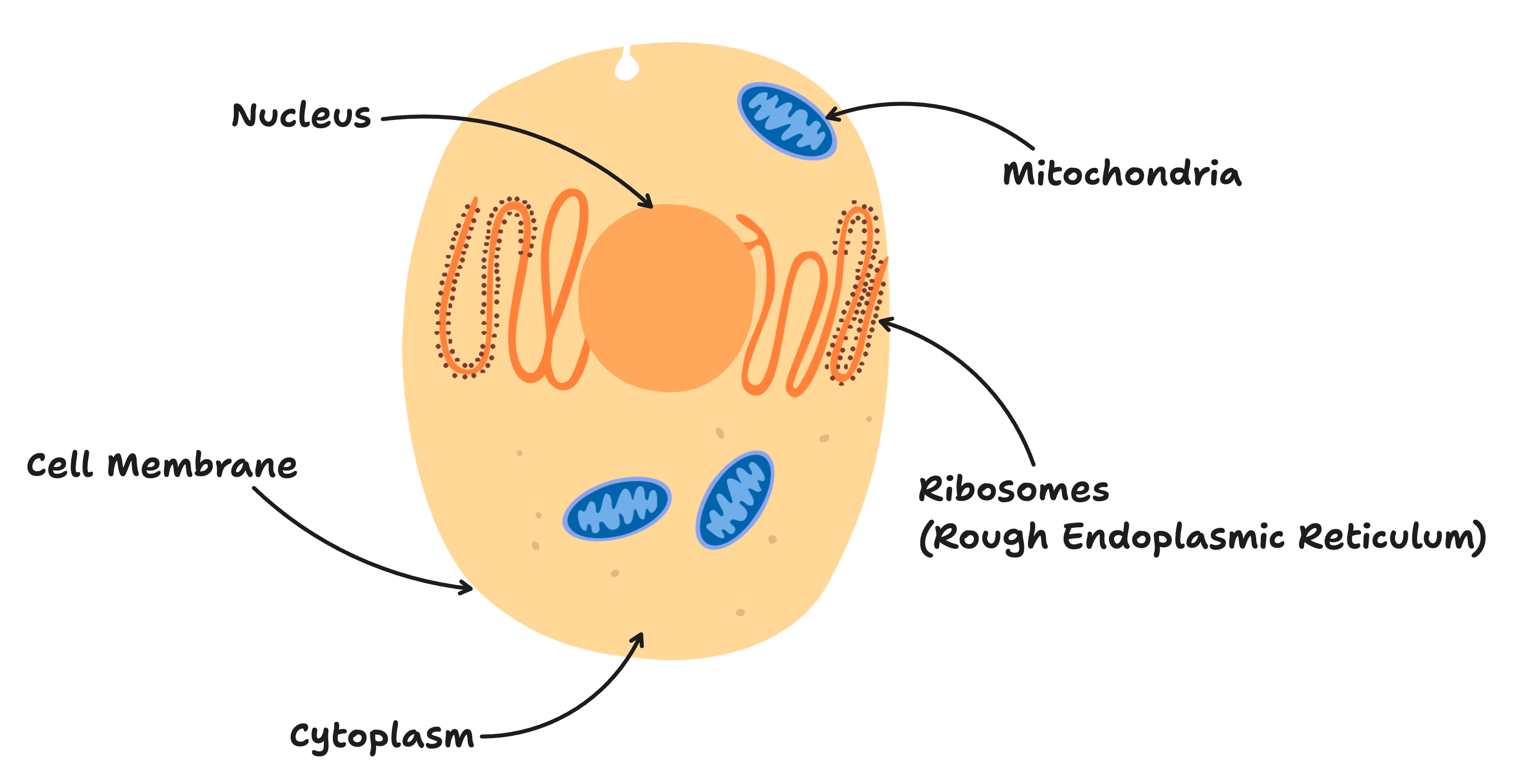Typical animal cell