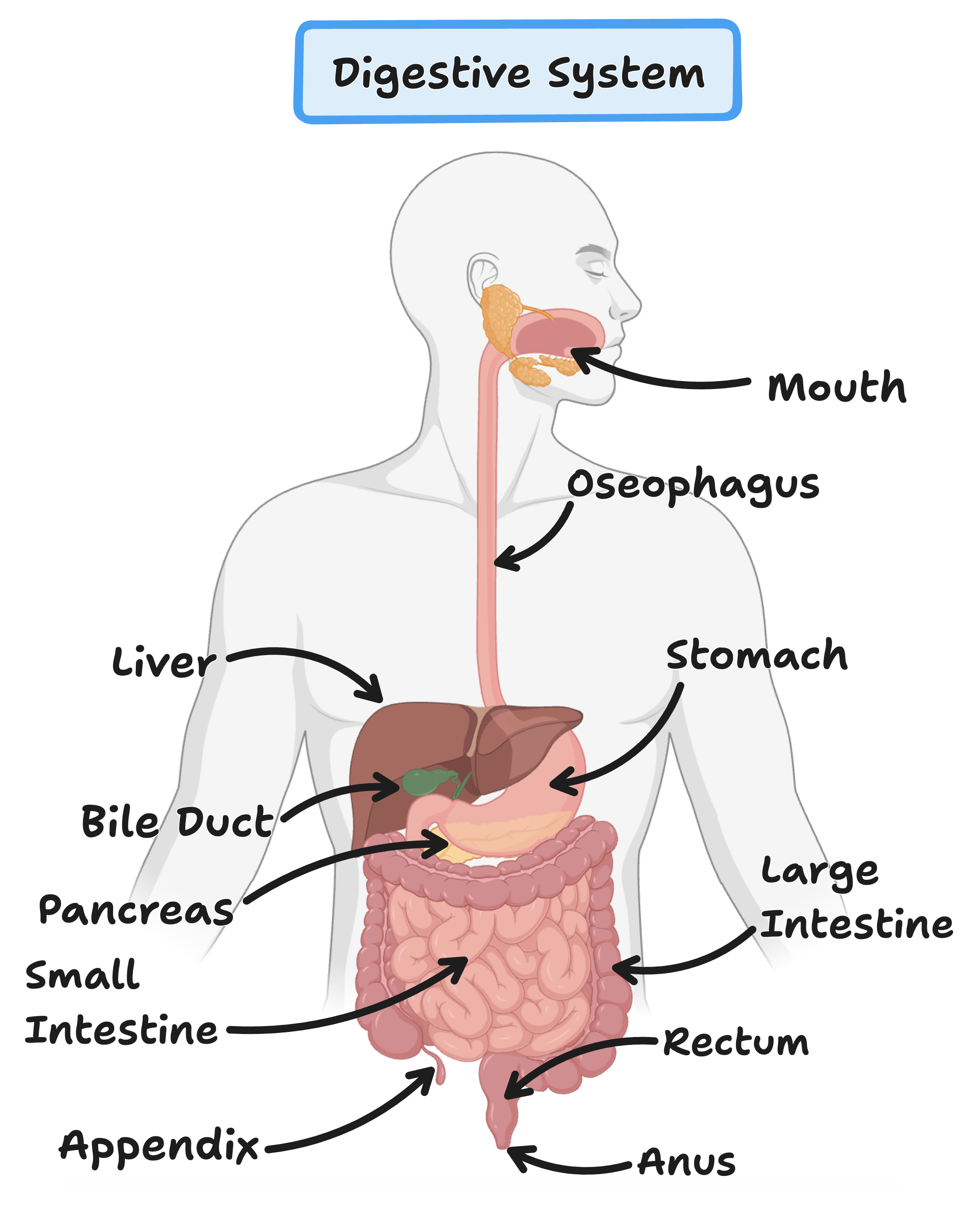 Digestive System Biology Cambridge CIE IGCSE Revision Notes