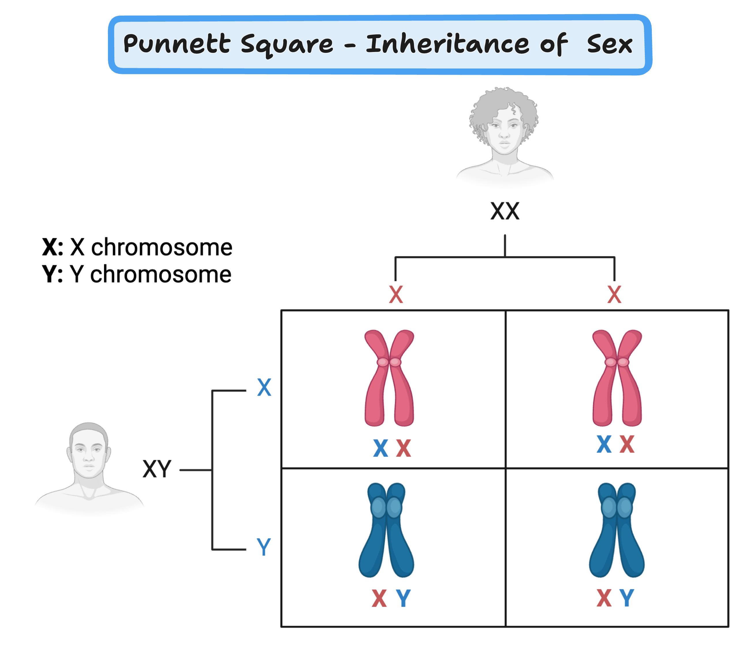 Punnett Square - Inheritance of Sex