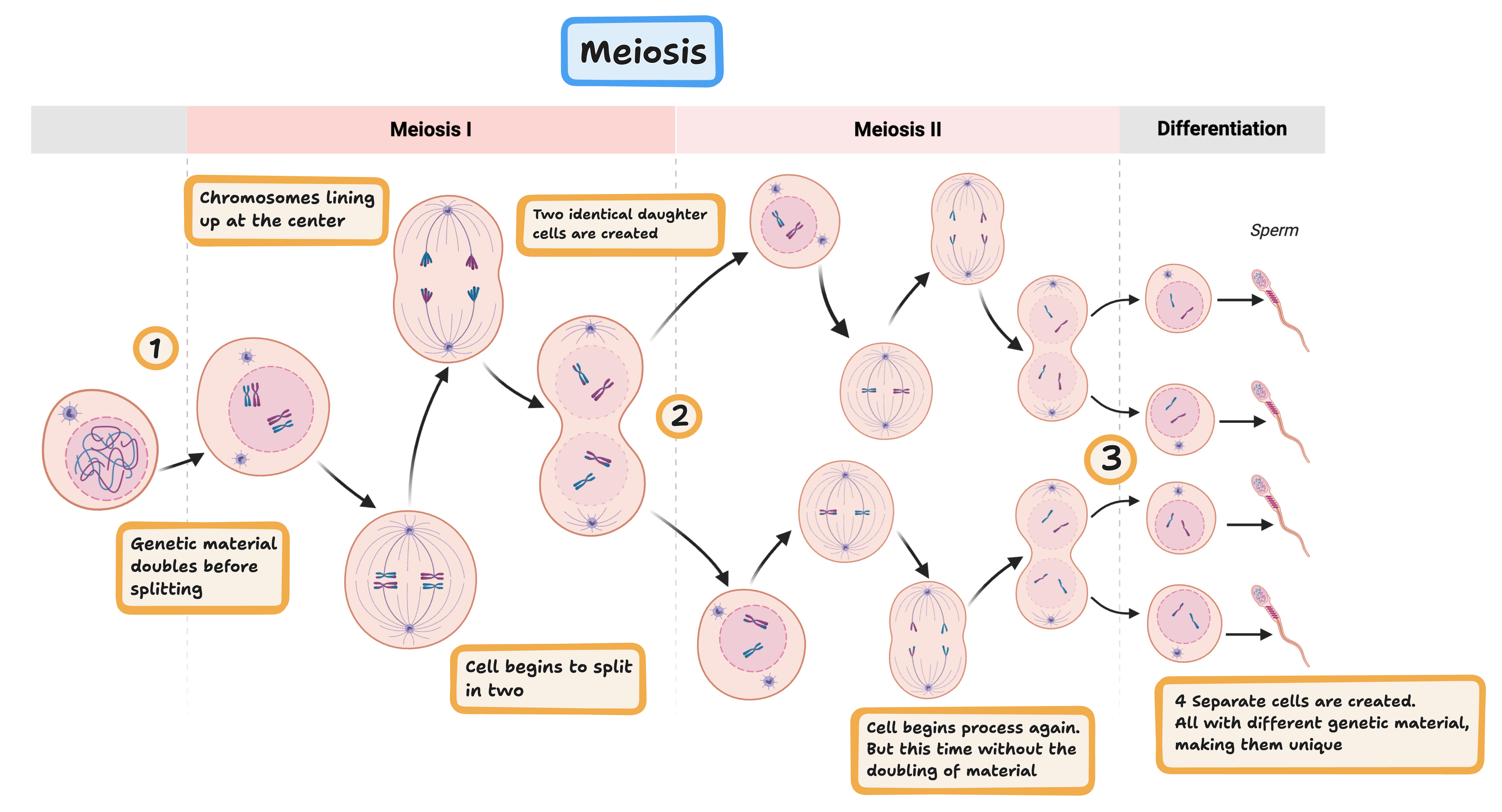 meiosis - creation of gametes