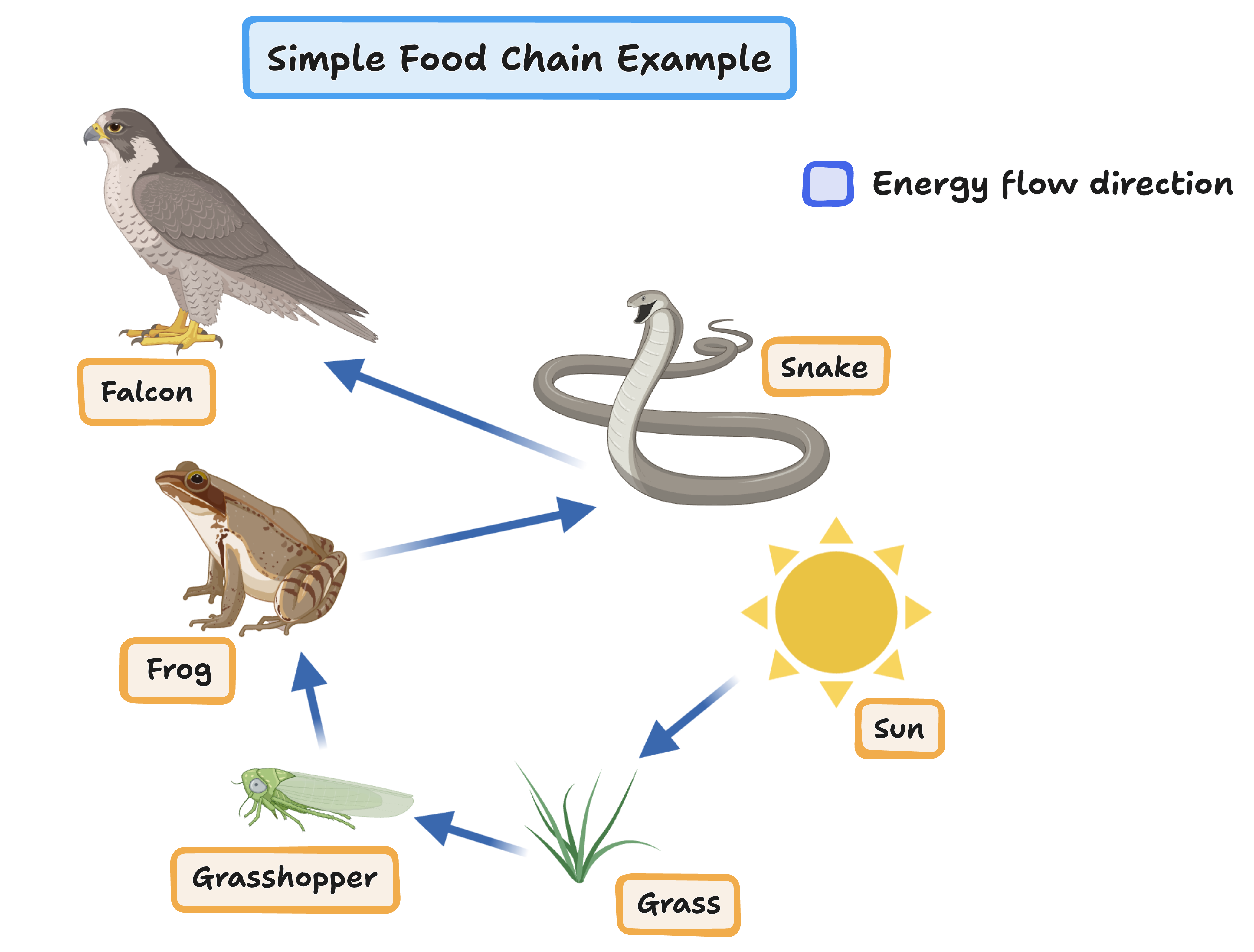 simple energy flow diagram