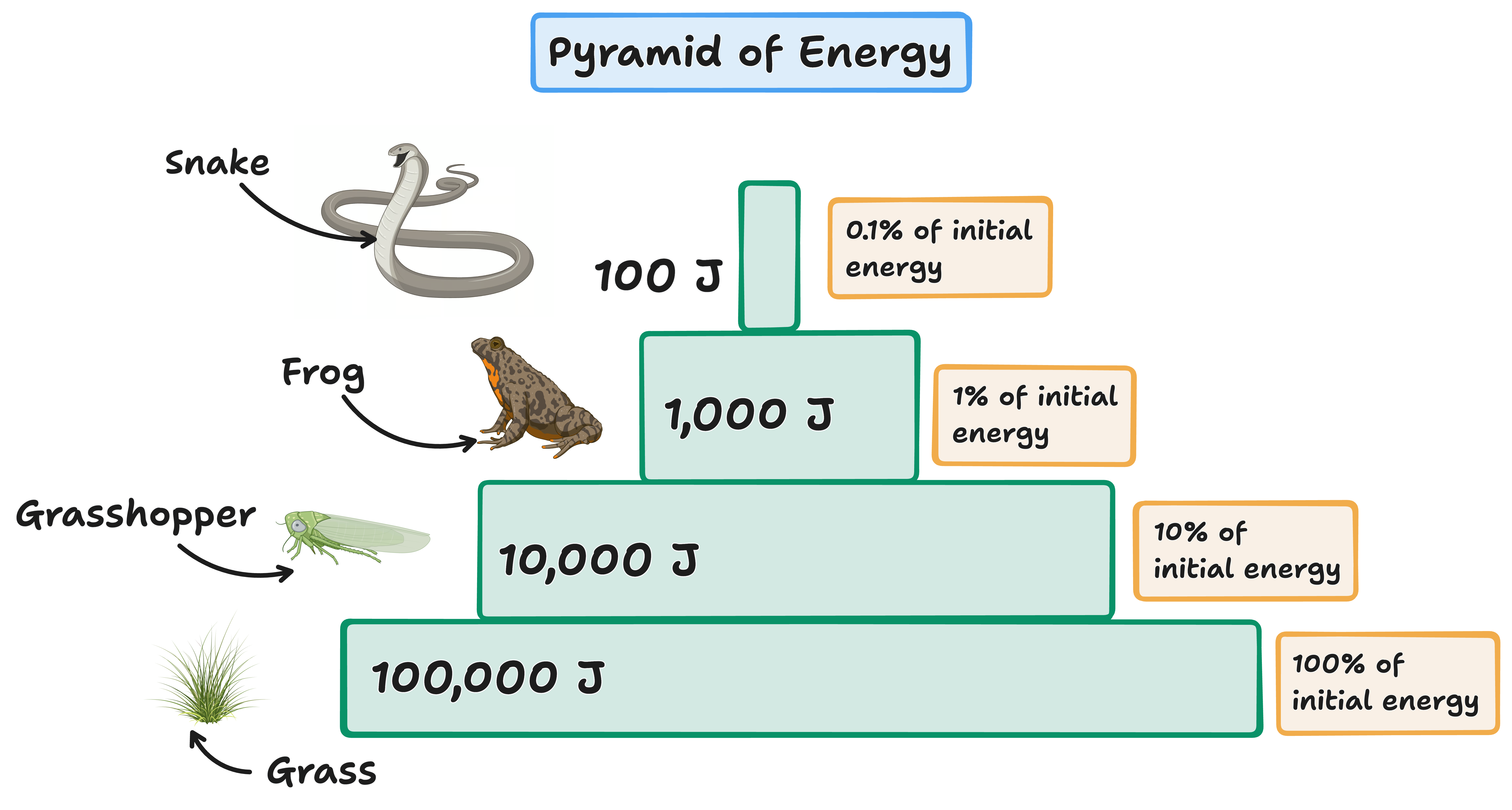 pyramid of energy example
