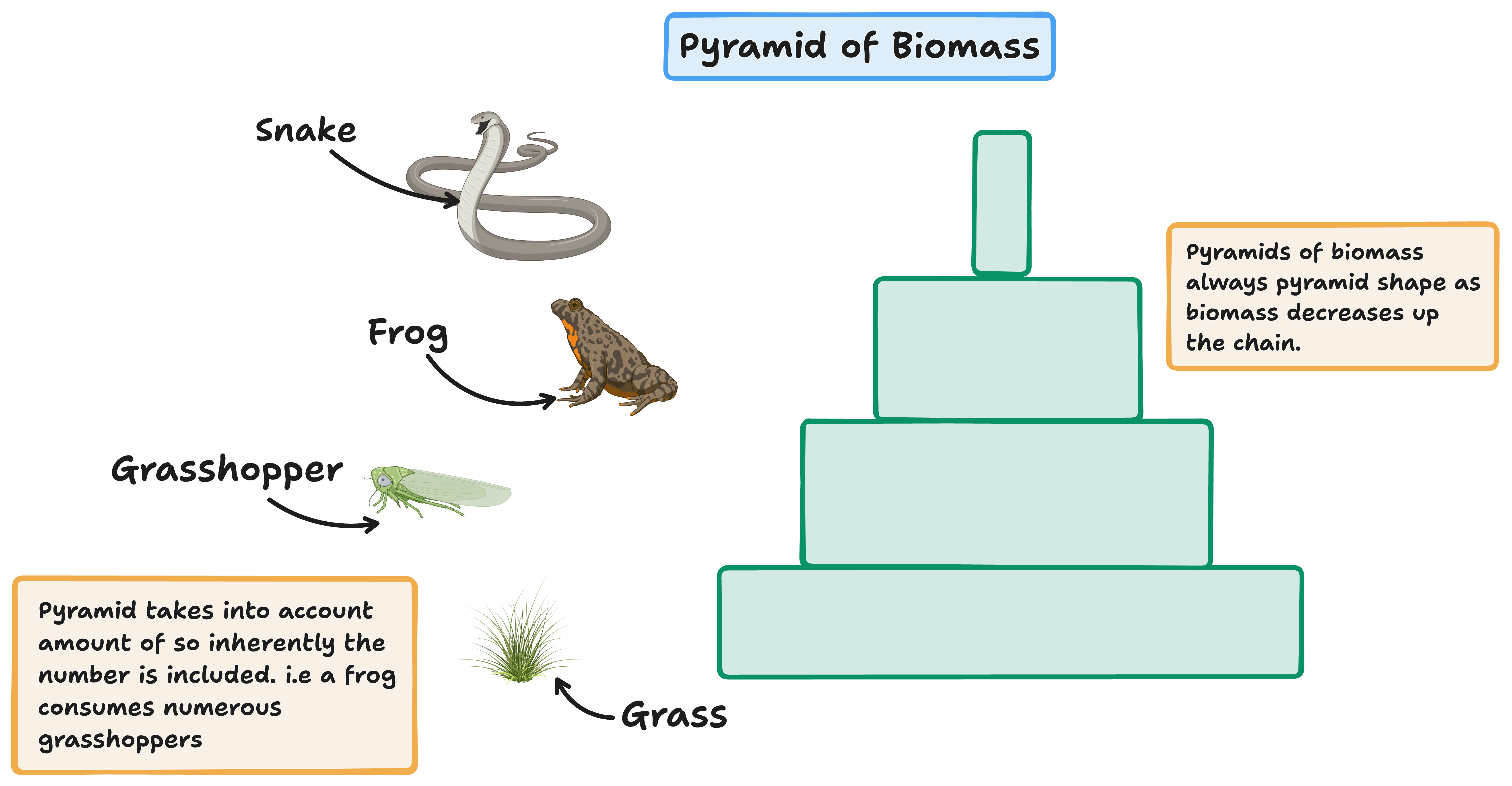 pyramid of biomass example