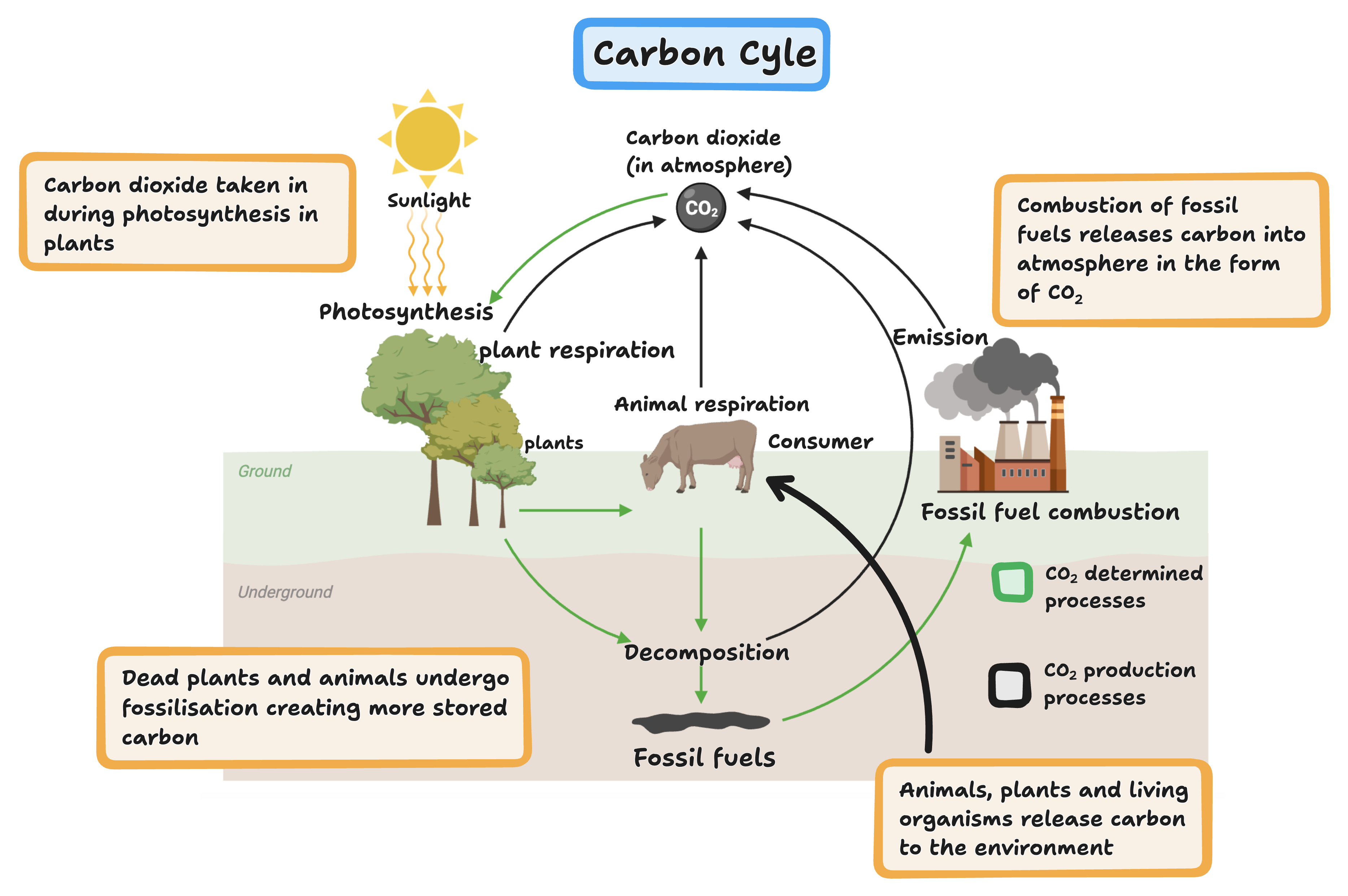 carbon cycle