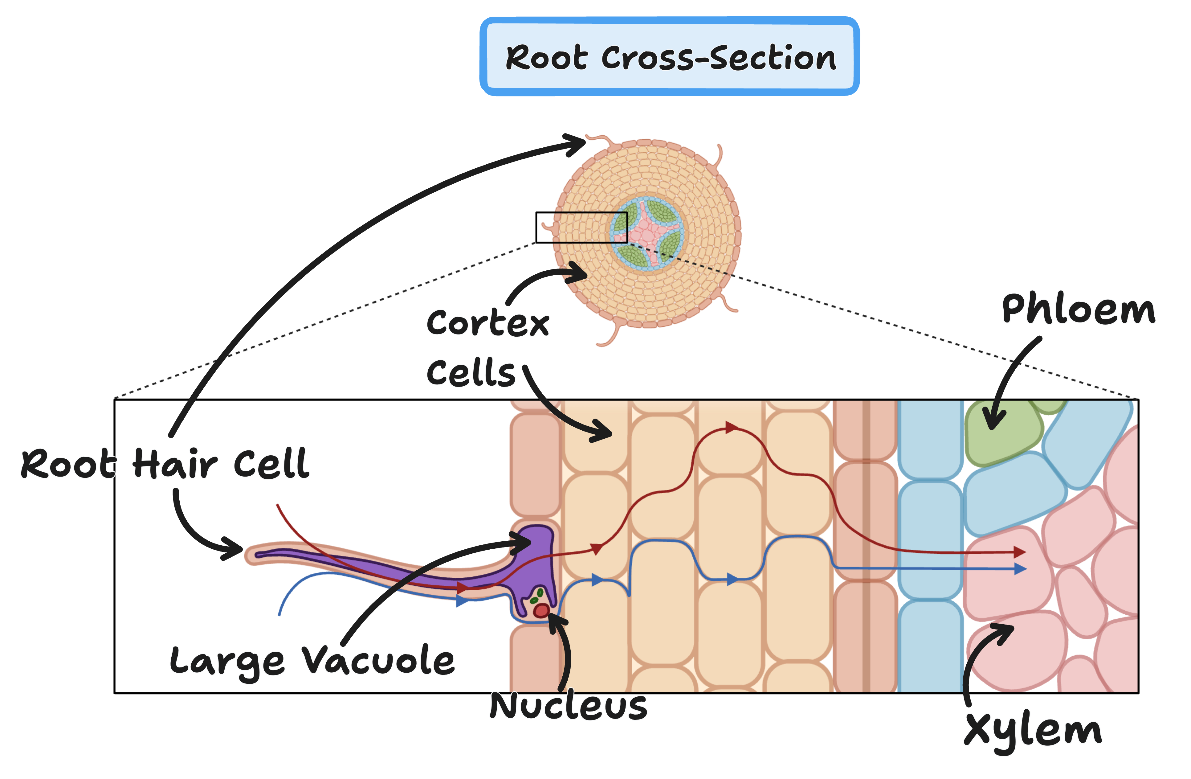 Root Hair Cells Biology Cambridge CIE IGCSE Revision Notes