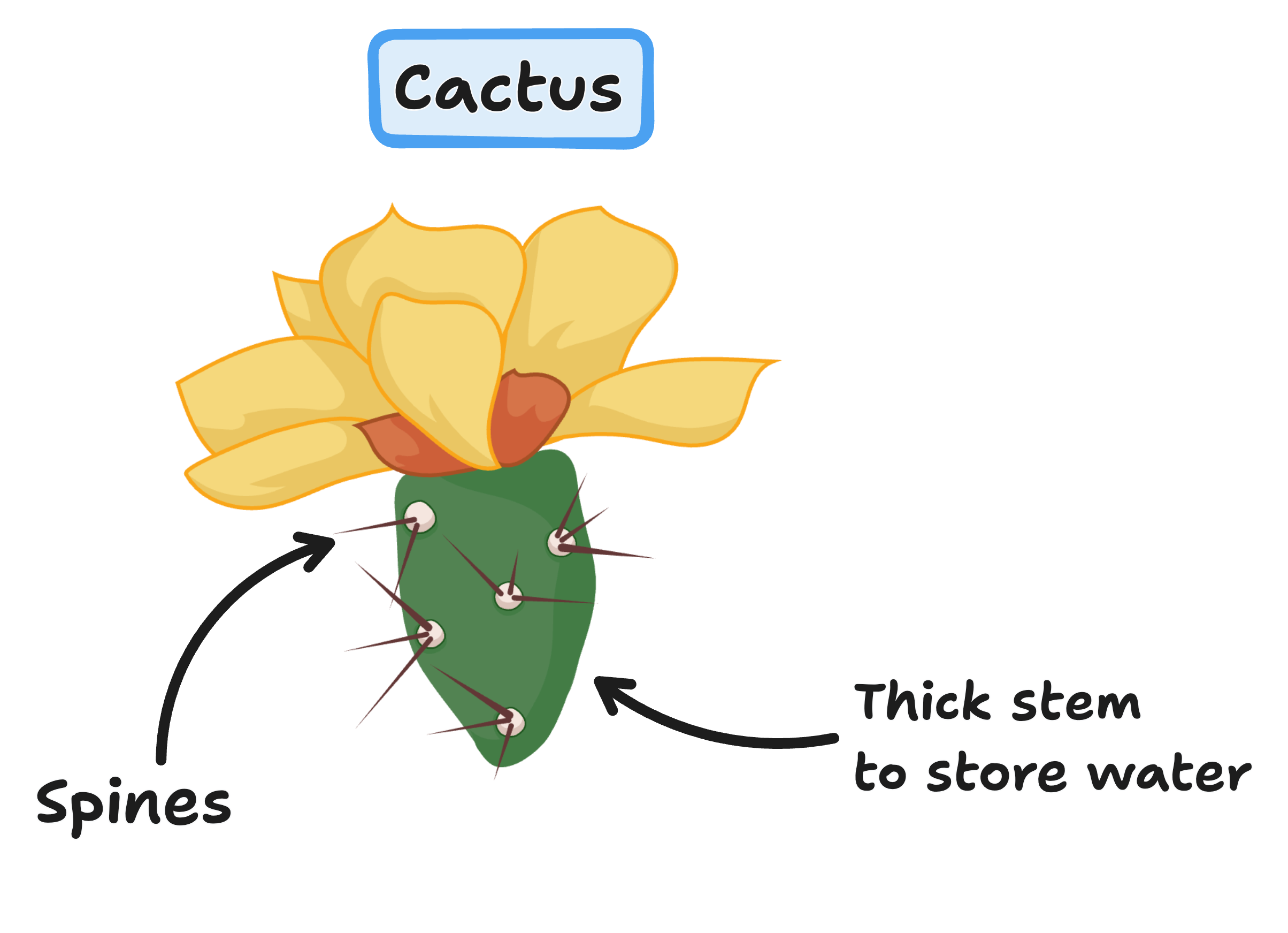 cactus