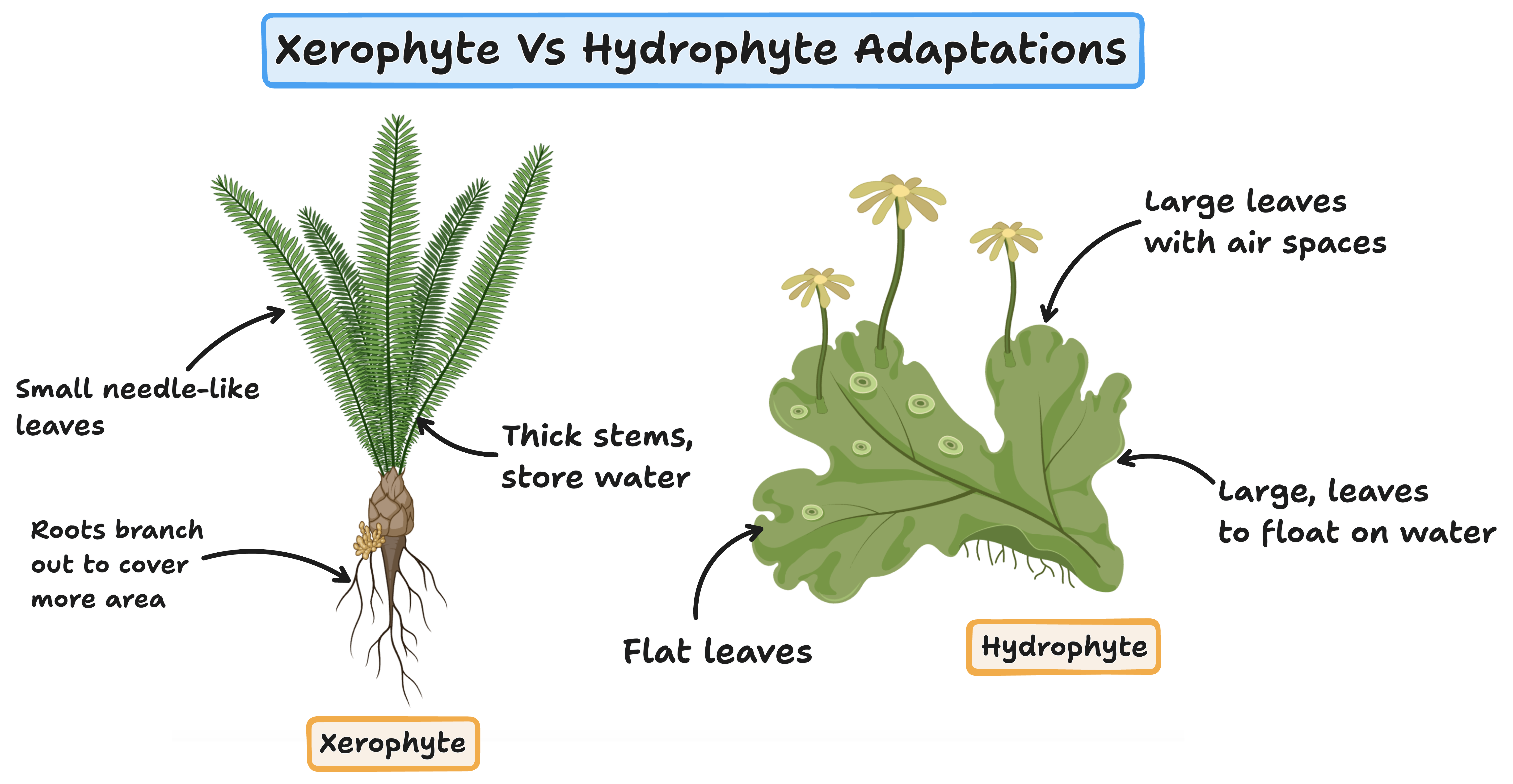 xerophyte and hydrophyte adaptations