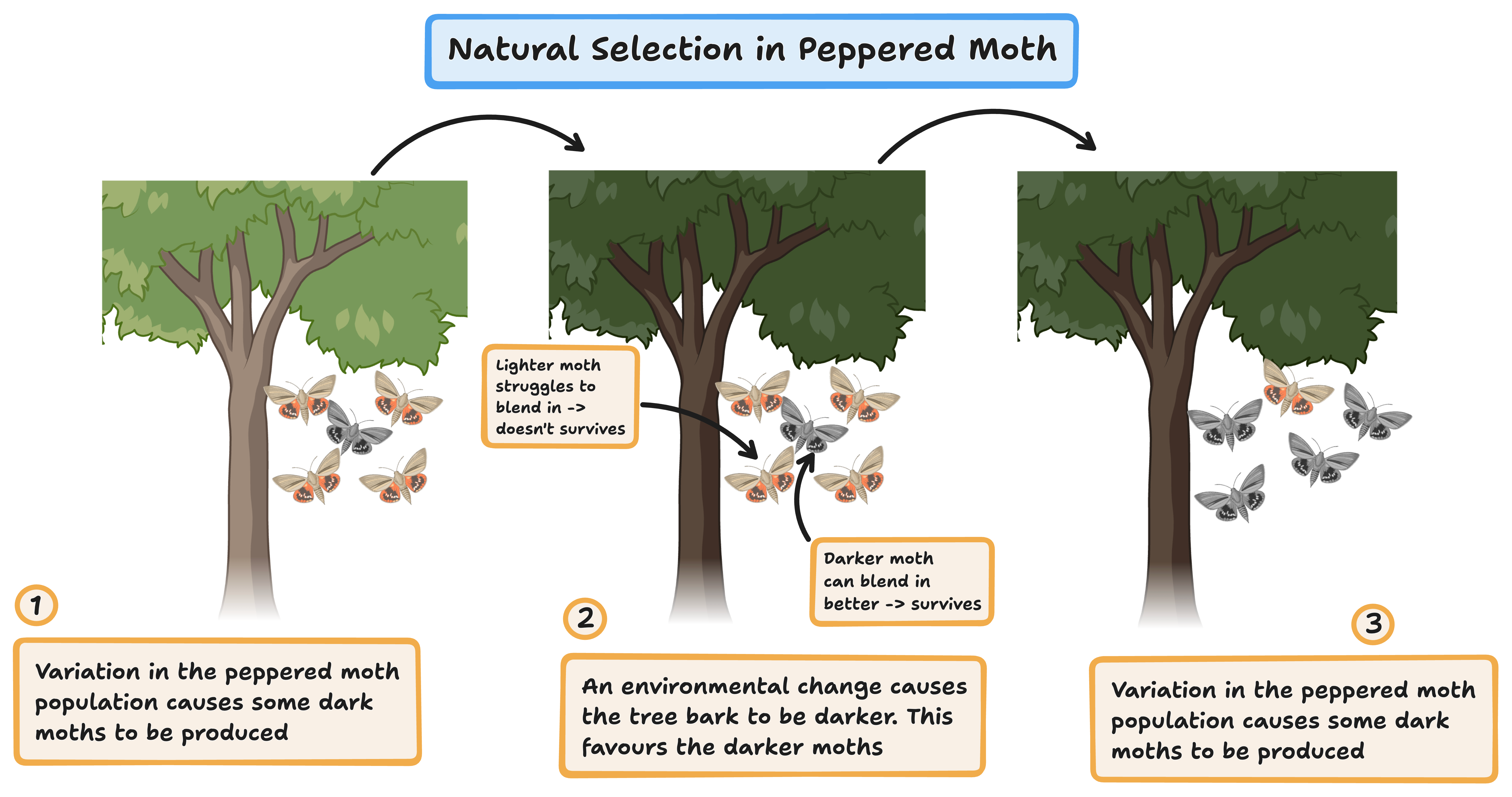 natural selection in peppered moth